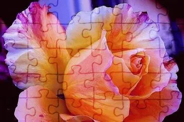 Beautiful Rose jigsaw puzzle