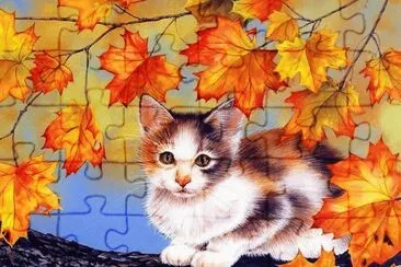 gato