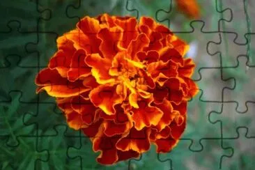 rose d 'inde