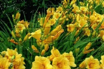 hemerocallis jigsaw puzzle