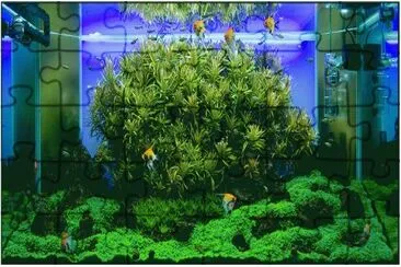 acuario jigsaw puzzle