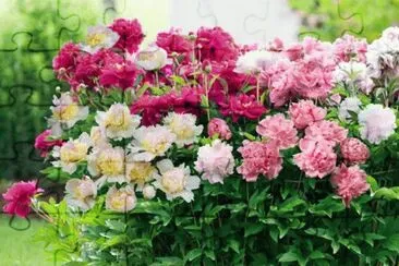 flores jigsaw puzzle