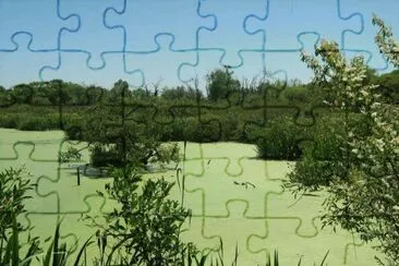 Reserva Ribera Norte. Buenos Aires. Argentina jigsaw puzzle