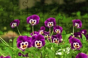 flores