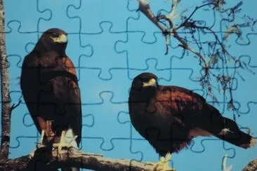 aves jigsaw puzzle