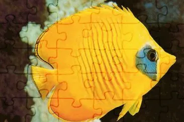 fish jigsaw puzzle