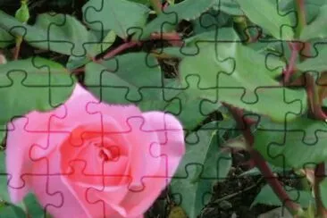 rose jigsaw puzzle