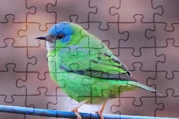 dacnis cayana jigsaw puzzle