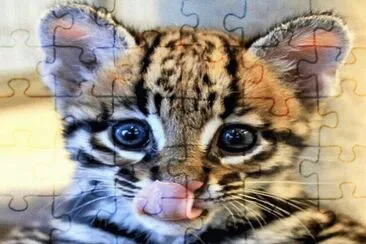 lindo jigsaw puzzle