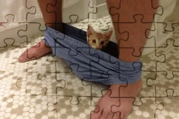 ×—×ª×•×œ  ×‘×ª×—×ª×•× ×™× jigsaw puzzle