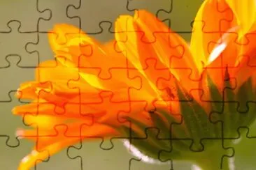 calendula