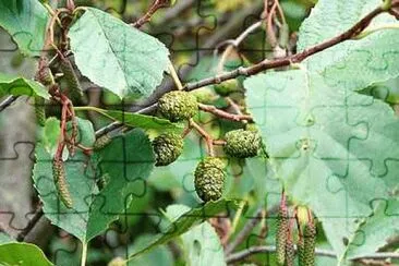 Catkins