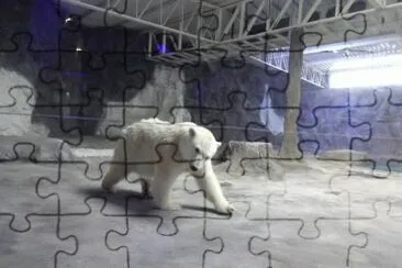 Urso Polar jigsaw puzzle