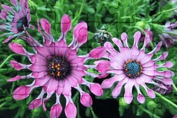 flores jigsaw puzzle