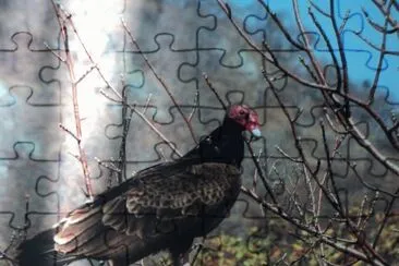 aves jigsaw puzzle