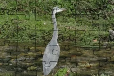 dans un ruisseau