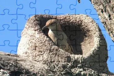 Hornero construyendo en la Provincia Salta. Argentina