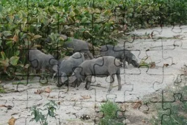 פאזל של Pata negra