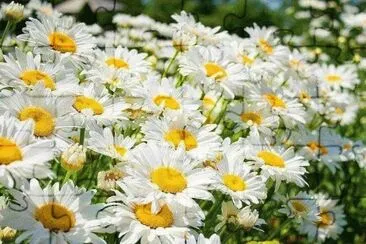 Field of Daisy 's jigsaw puzzle