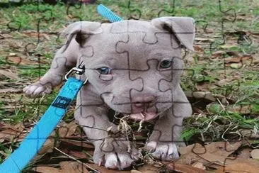 pitbull cachorro jigsaw puzzle
