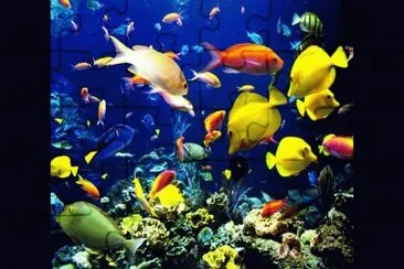 peces jigsaw puzzle