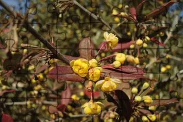 berberis jigsaw puzzle