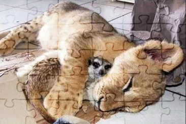 פאזל של ×—×™×‘×•×§