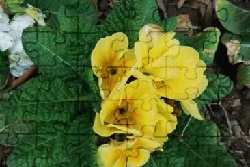 yelow jigsaw puzzle
