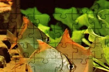 fish jigsaw puzzle