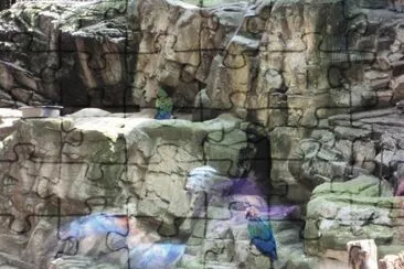 animals