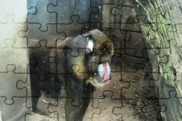 mandril jigsaw puzzle