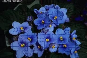 violetas