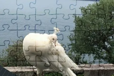×˜×•×•×¡