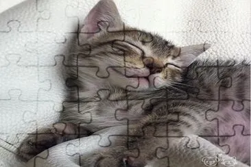gatito durmiendo