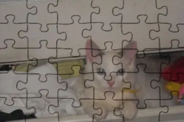 פאזל של hola
