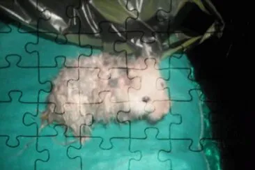 mojado jigsaw puzzle