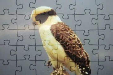 aves
