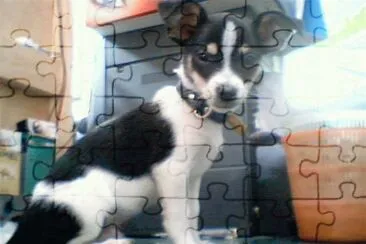 chihuahua jigsaw puzzle