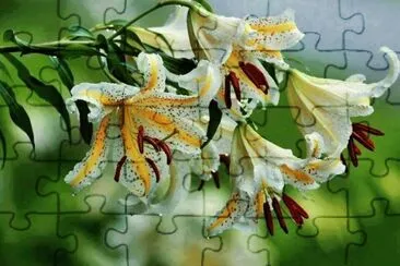 flor