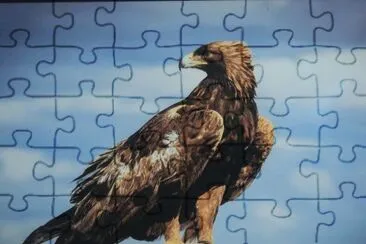 aguila