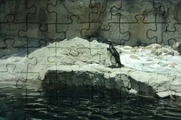 pingui