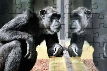 who, I am jigsaw puzzle