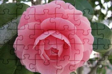 camelia