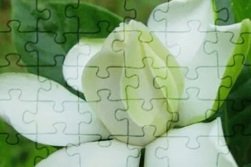 gardenia