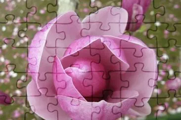 magnolia jigsaw puzzle