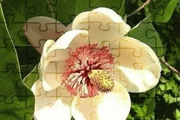 magnolia