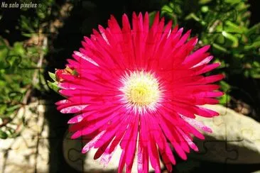 rayito de sol