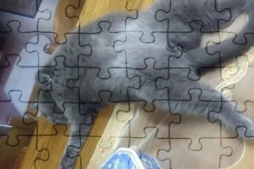 ×—×ª×•×œ1