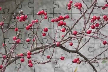 cinorrodi di rosa jigsaw puzzle
