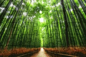 Camino al monte Arashiyama. Kyoto. JapÃ³n